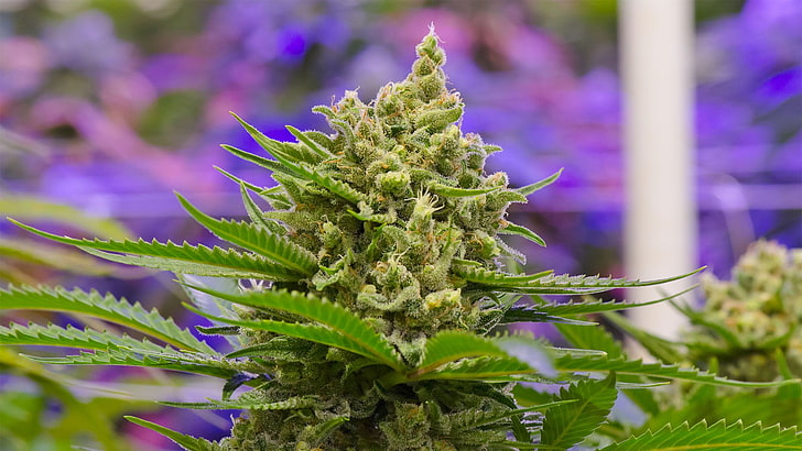 Dispensary Exclusive Strains and Products in Colorado Springs