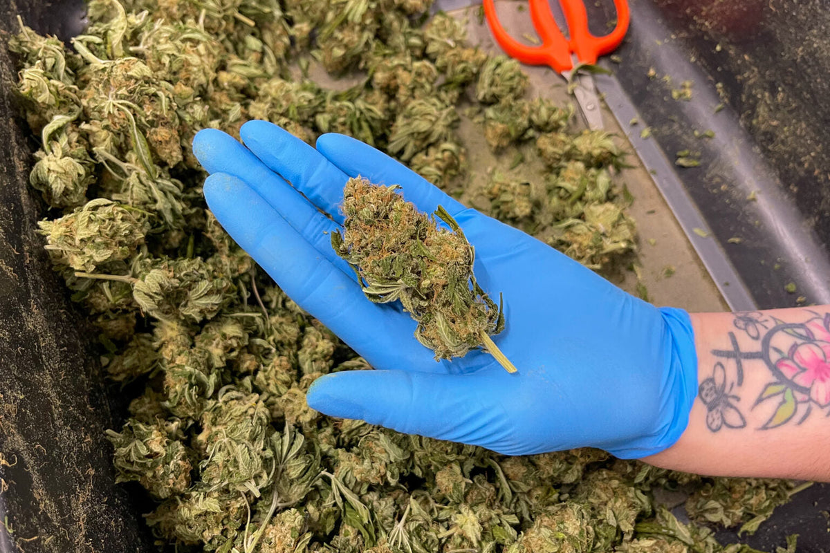 Federal and State Legalization Updates 2025 Overview