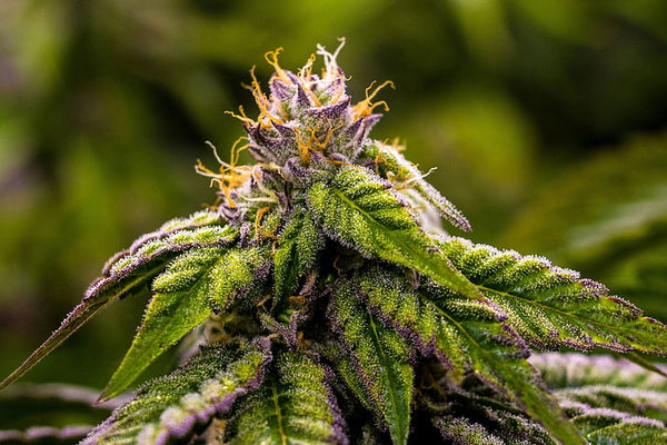 Kendrick Lake Dispensaries’ research & development impact on cannabis industry region