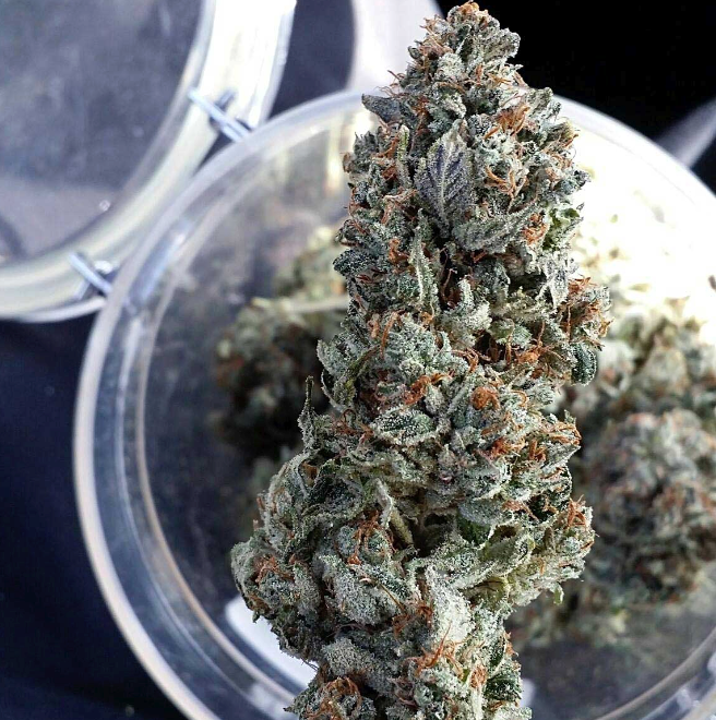 Close-up of dense, trichome-rich top-shelf indoor-grown cannabis flower for DMV weed delivery