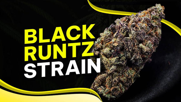 Black Runtz cannabis buds showcasing deep purple hues and frosty trichomes, highlighting its premium quality.