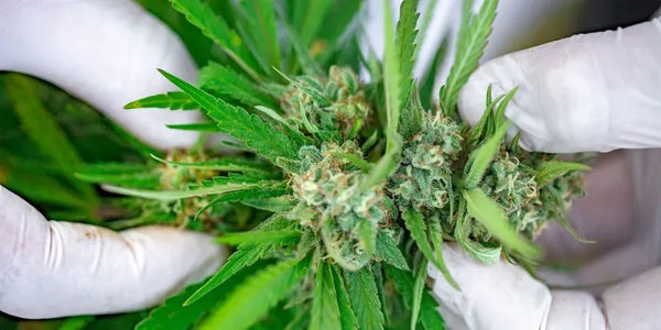 Assortment of cannabis-infused edibles and beverages, including gummies, chocolates, and drinks, highlighting modern cannabis consumption trends.