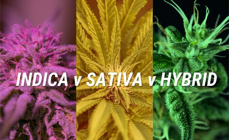 Exploring the Different Strains: Indica, Sativa, and Hybrid