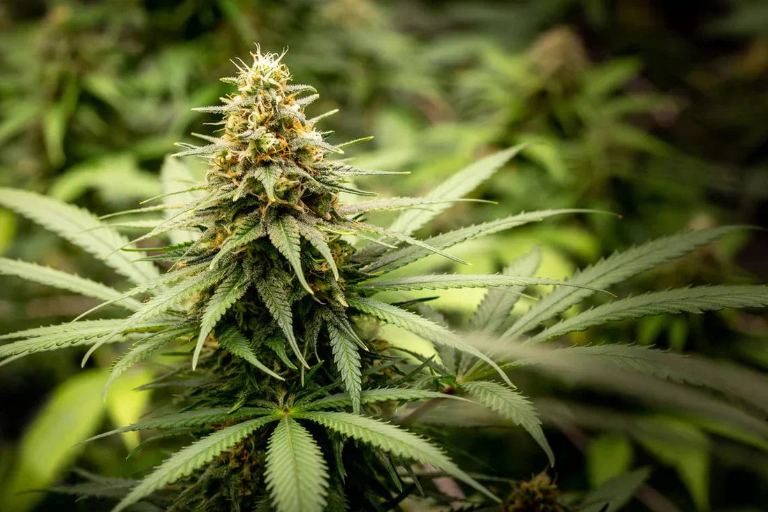 Close-up of cannabis plant bud with THC-rich trichomes and green leaves