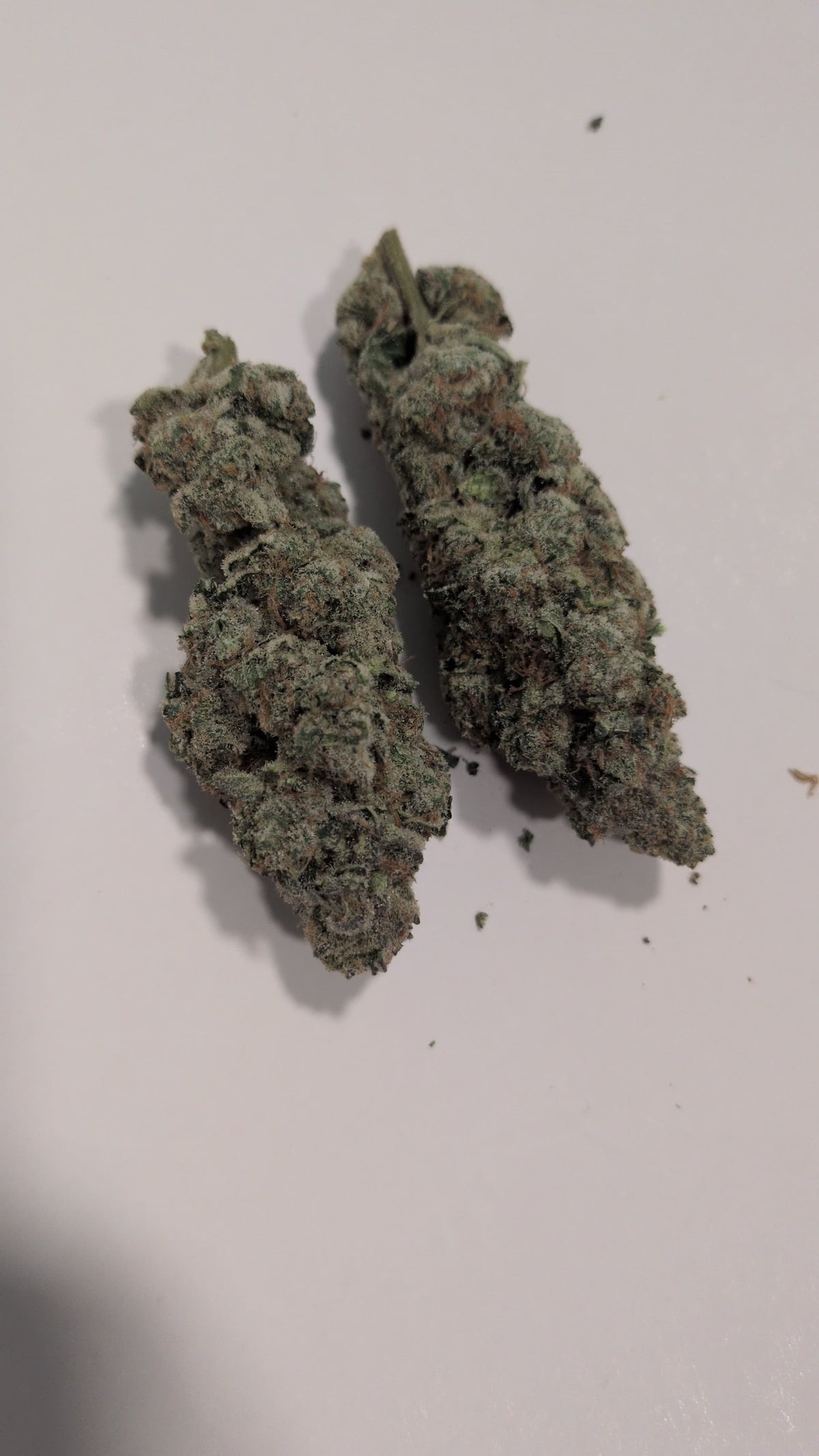 Smarties Gold Label cannabis flower - half ounce (14g)